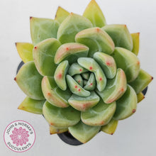 Load image into Gallery viewer, Echeveria &#39;Shallot Champagne&#39;
