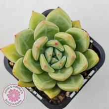 Load image into Gallery viewer, Echeveria &#39;Shallot Champagne&#39;
