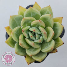 Load image into Gallery viewer, Echeveria &#39;Shallot Champagne&#39;
