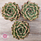 Echeveria 'Shallot Champagne' - Lg