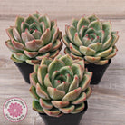 Echeveria 'Shallot Champagne' - Lg