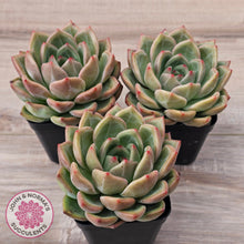Load image into Gallery viewer, Echeveria 'Shallot Champagne' - Lg
