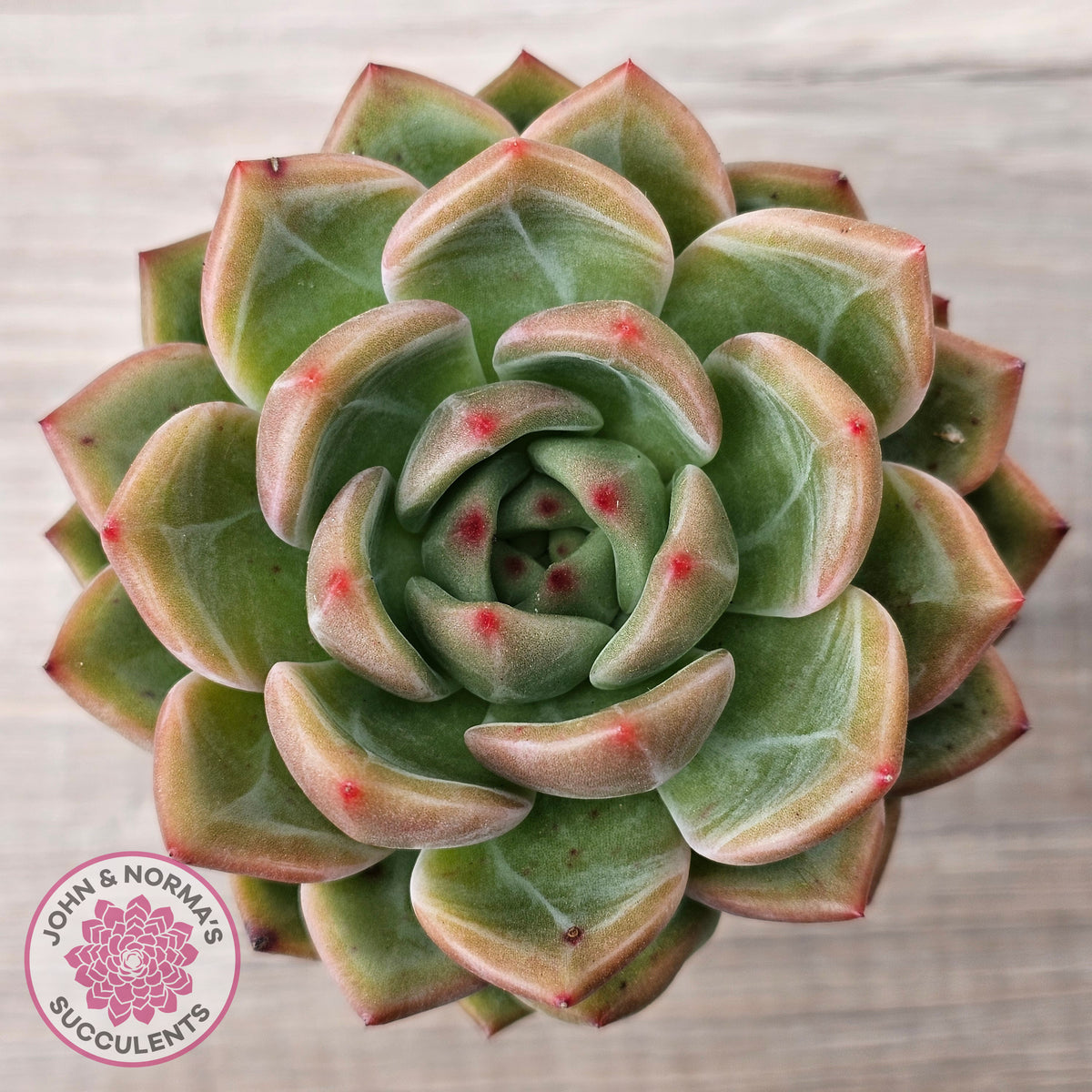 Echeveria 'Shallot Champagne' - Lg