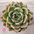 Echeveria 'Shallot Champagne' - Lg
