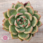 Echeveria 'Shallot Champagne' - Lg