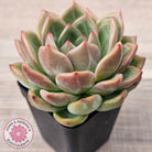 Echeveria 'Shallot Champagne' - Lg