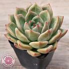 Echeveria 'Shallot Champagne' - Lg