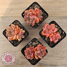 Echeveria 'Shallot Champagne' - Lg