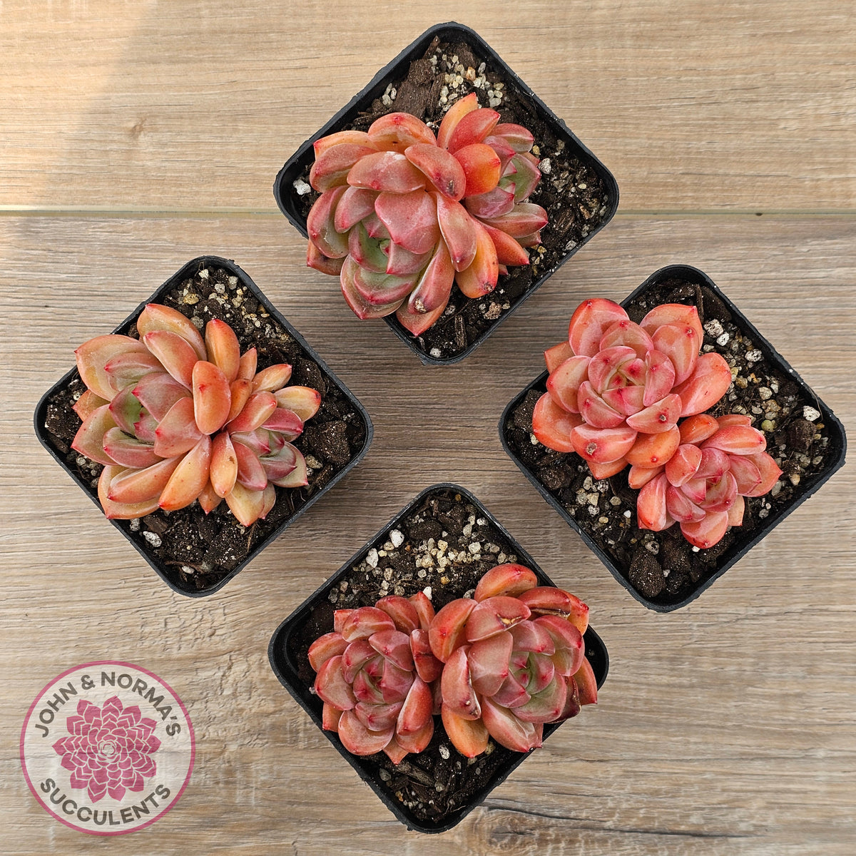 Echeveria 'Shallot Champagne' - Lg
