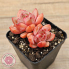Echeveria 'Shallot Champagne' - Lg