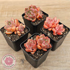 Echeveria 'Shallot Champagne' - Lg