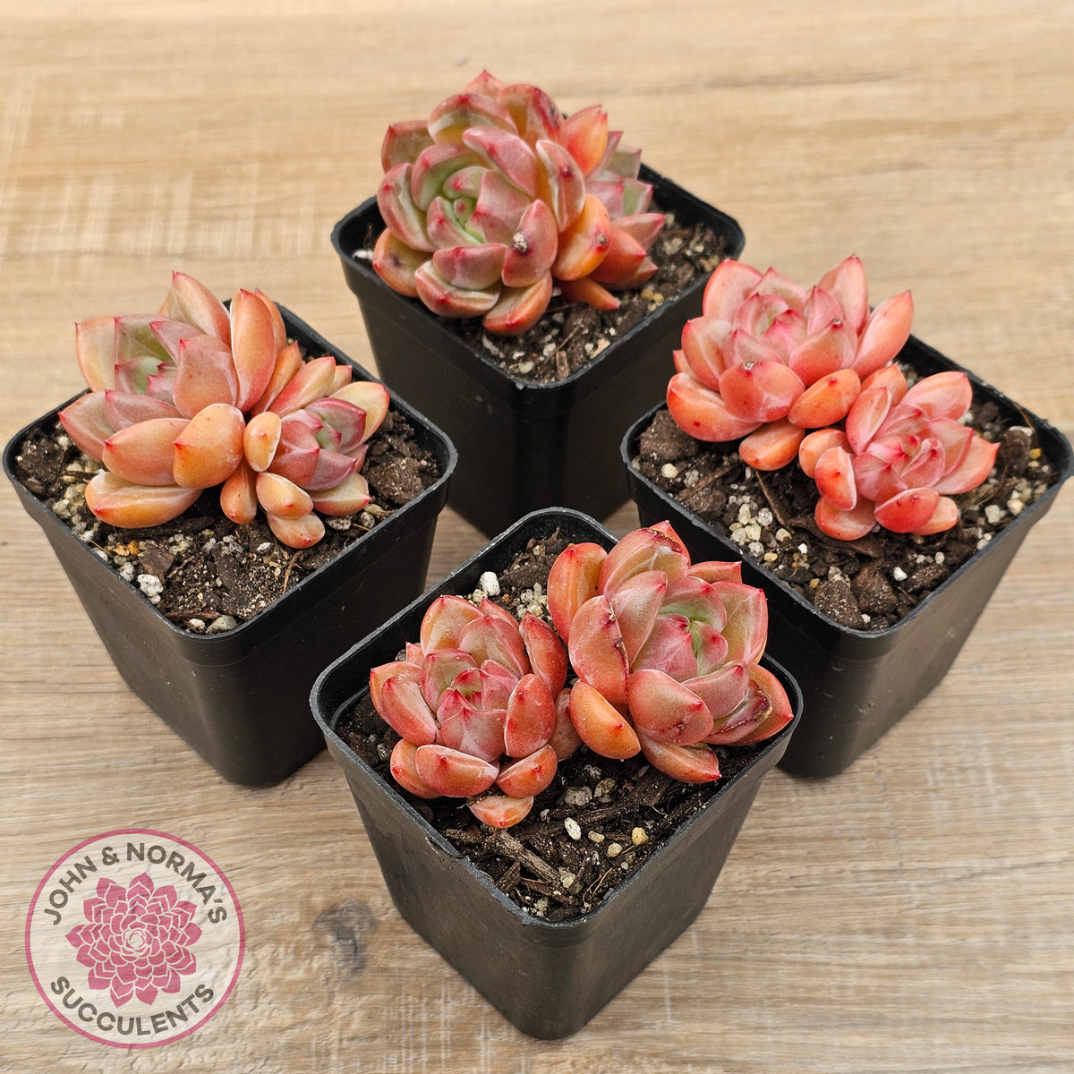 Echeveria 'Shallot Champagne' - Lg