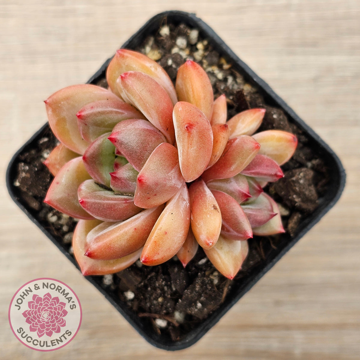 Echeveria 'Shallot Champagne' - Lg