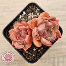 Echeveria 'Shallot Champagne' - Lg
