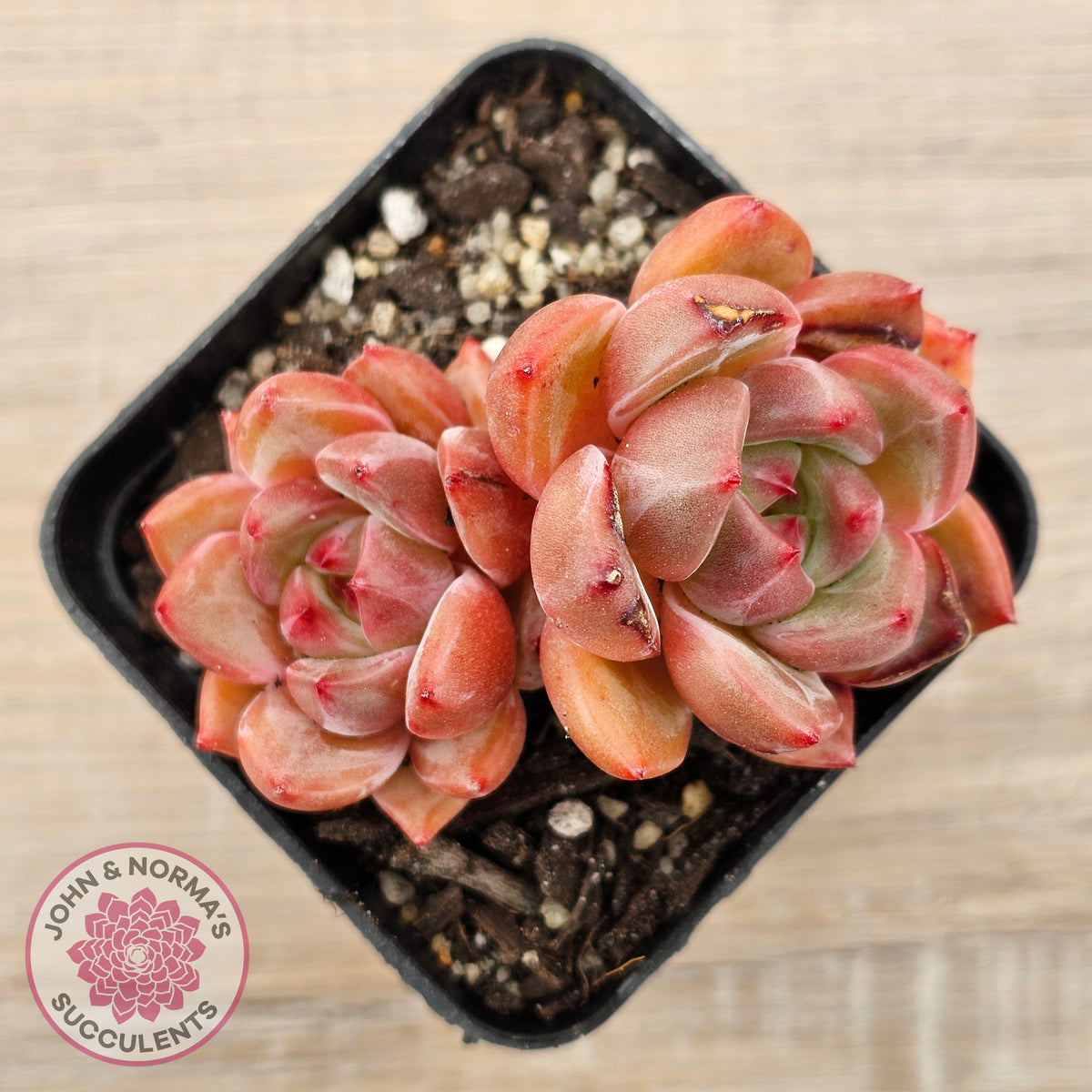 Echeveria 'Shallot Champagne' - Lg