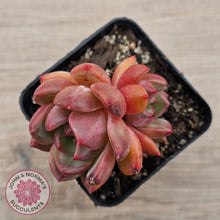 Load image into Gallery viewer, Echeveria &#39;Shallot Champagne&#39;
