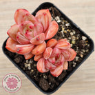 Echeveria 'Shallot Champagne' - Lg