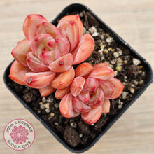 Load image into Gallery viewer, Echeveria &#39;Shallot Champagne&#39;
