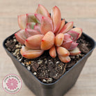 Echeveria 'Shallot Champagne' - Lg