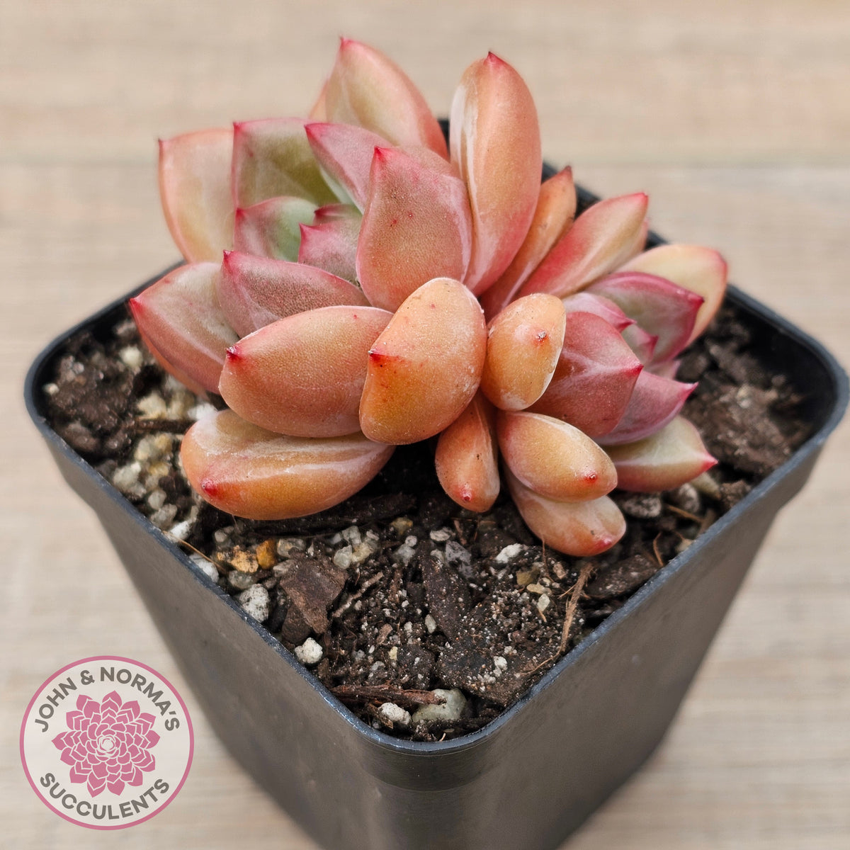 Echeveria 'Shallot Champagne' - Lg