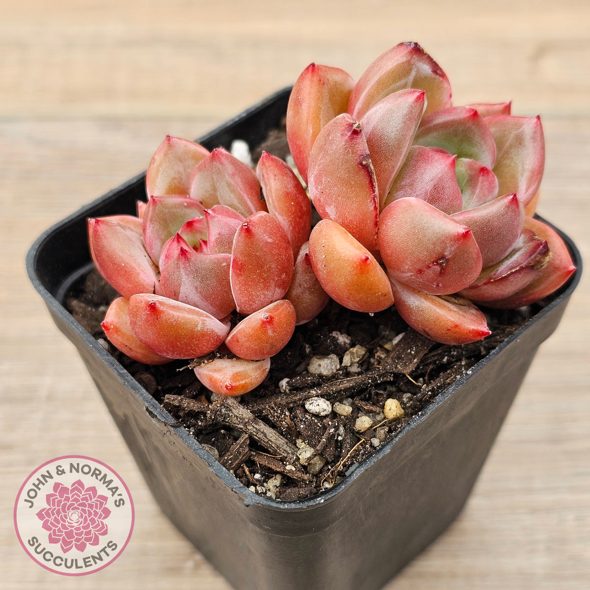 Echeveria 'Shallot Champagne' - Lg
