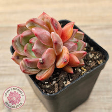 Load image into Gallery viewer, Echeveria &#39;Shallot Champagne&#39;
