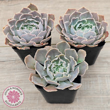 Load image into Gallery viewer, Echeveria Shaviana Hime
