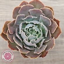 Load image into Gallery viewer, Echeveria Shaviana Hime
