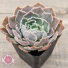 Load image into Gallery viewer, Echeveria Shaviana Hime
