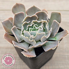 Load image into Gallery viewer, Echeveria Shaviana Hime
