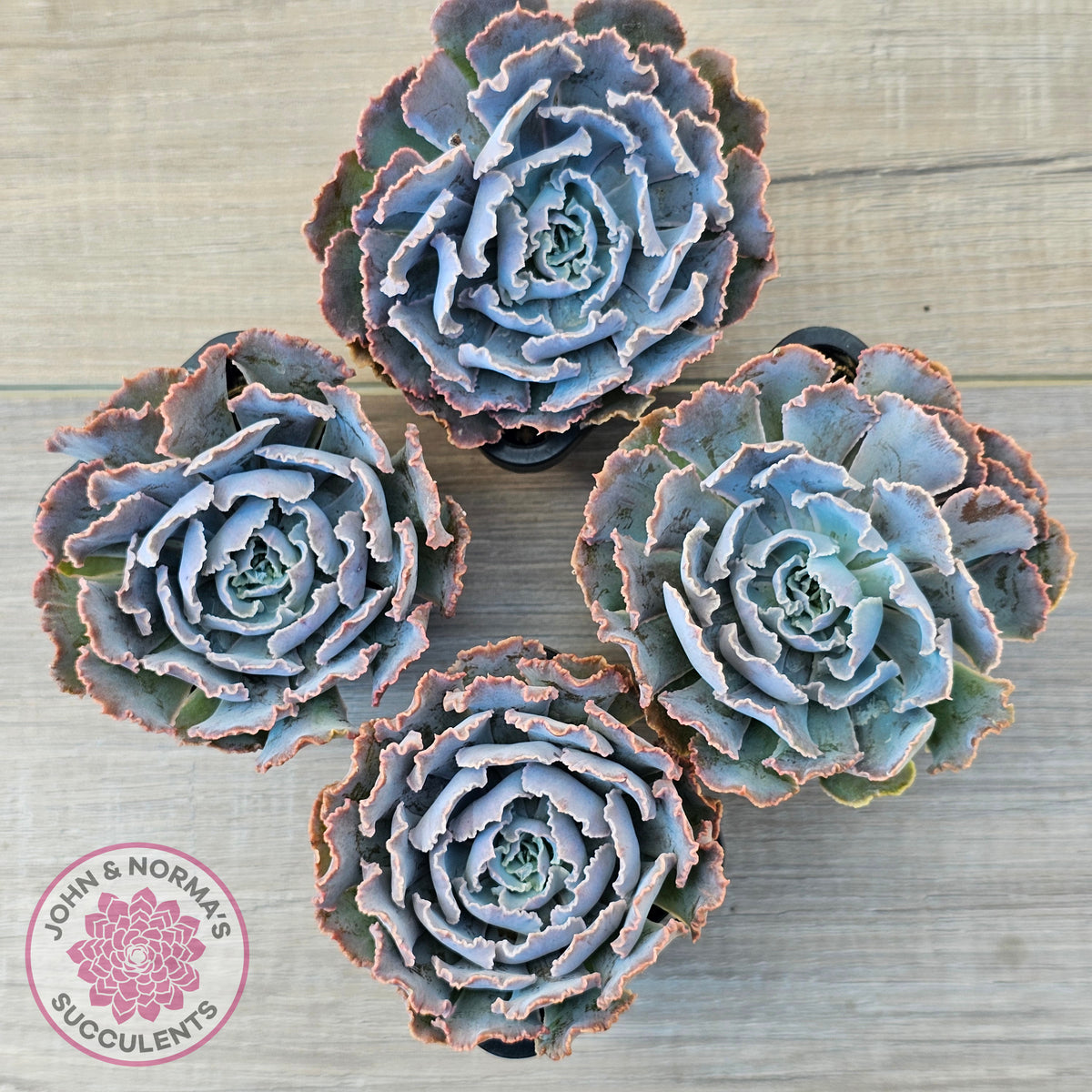 Echeveria Shaviana 'Truffles'