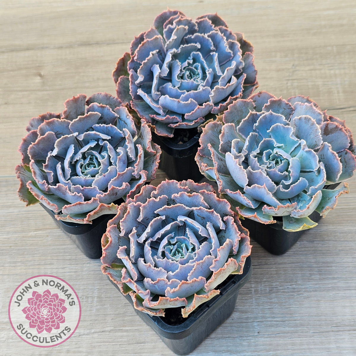 Echeveria Shaviana 'Truffles'