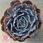 Echeveria Shaviana 'Truffles'