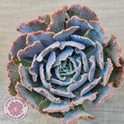 Echeveria Shaviana 'Truffles'
