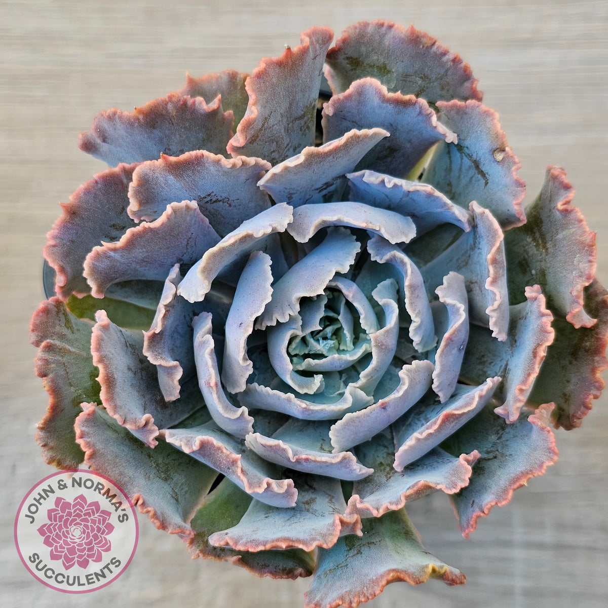 Echeveria Shaviana 'Truffles'