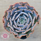 Echeveria Shaviana 'Truffles'