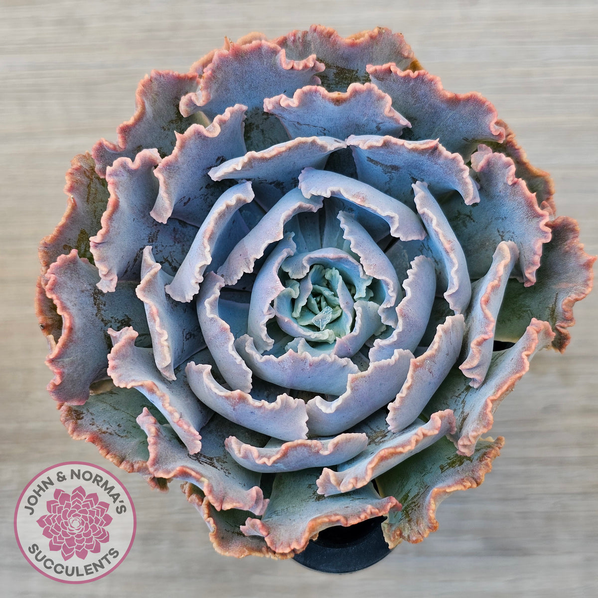 Echeveria Shaviana 'Truffles'