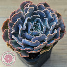 Echeveria Shaviana 'Truffles'