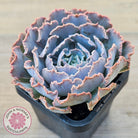 Echeveria Shaviana 'Truffles'