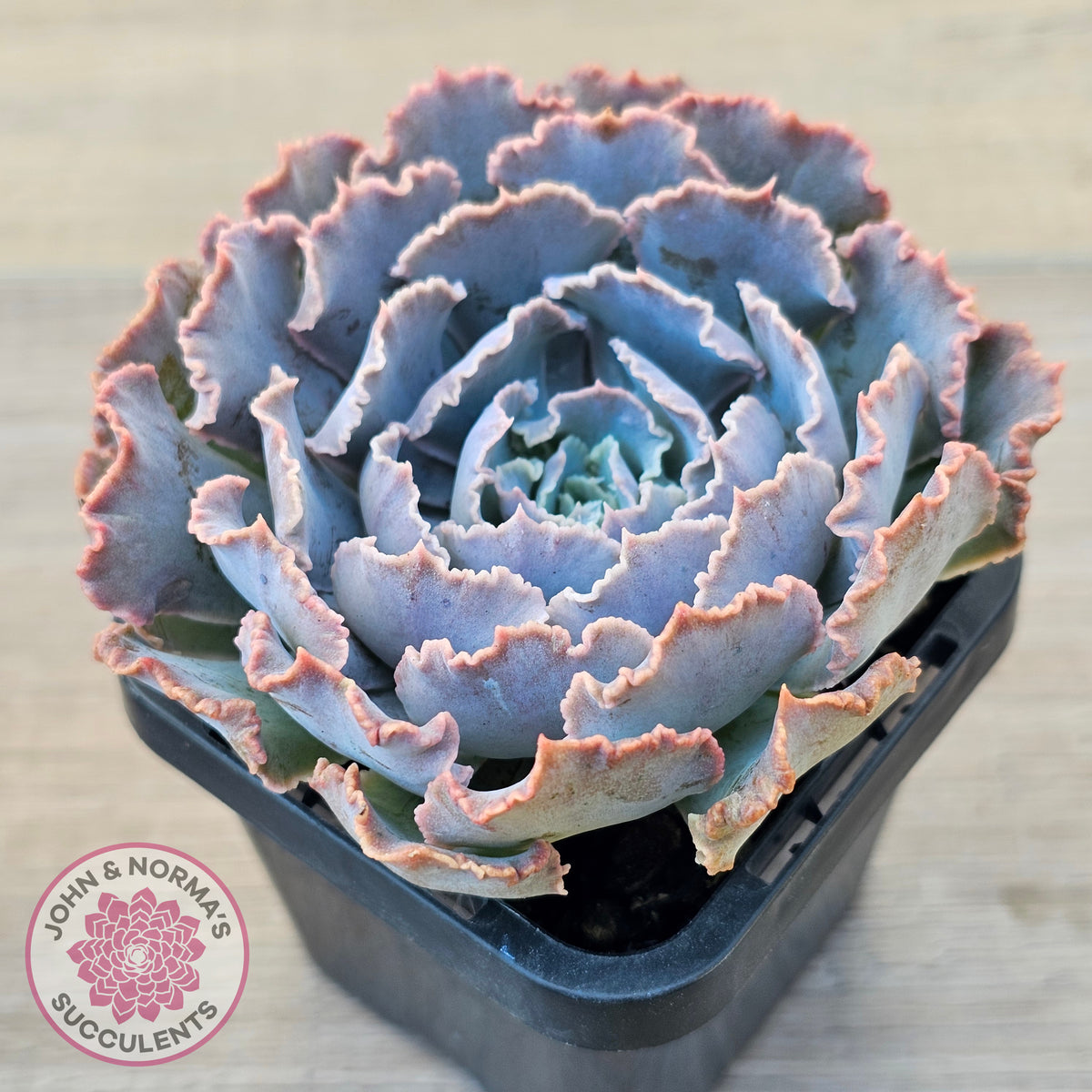 Echeveria Shaviana 'Truffles'