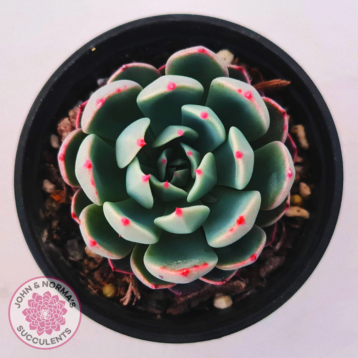 Echeveria 'Shichifuku Bini'