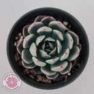 Echeveria 'Shichifuku Bini'