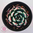 Echeveria 'Shichifuku Bini'