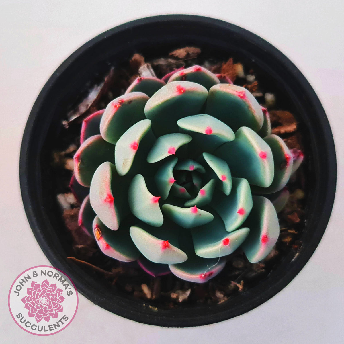 Echeveria 'Shichifuku Bini'