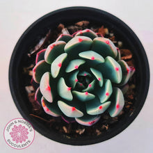 Load image into Gallery viewer, Echeveria &#39;Shichifuku Bini&#39;
