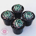 Echeveria 'Shichifuku Bini'