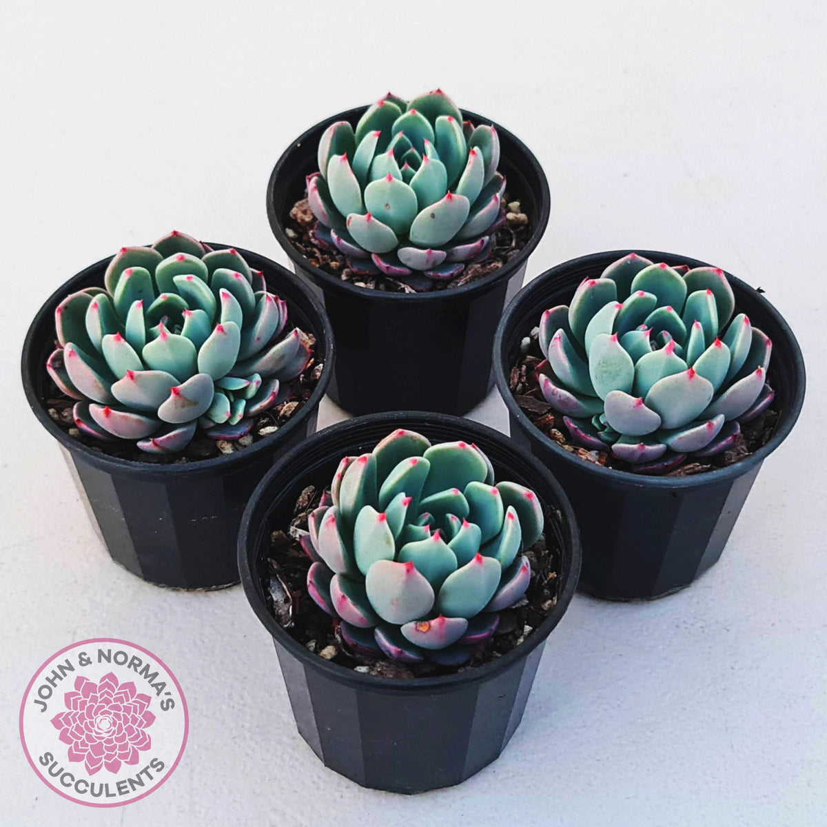 Echeveria 'Shichifuku Bini'