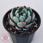 Echeveria 'Shichifuku Bini'