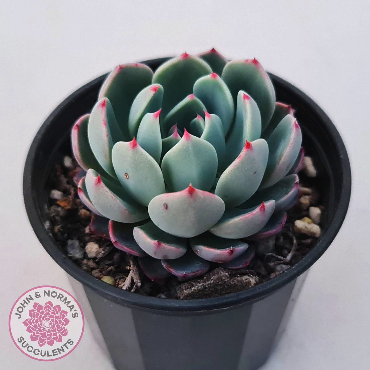 Echeveria 'Shichifuku Bini'