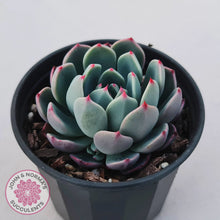 Load image into Gallery viewer, Echeveria &#39;Shichifuku Bini&#39;
